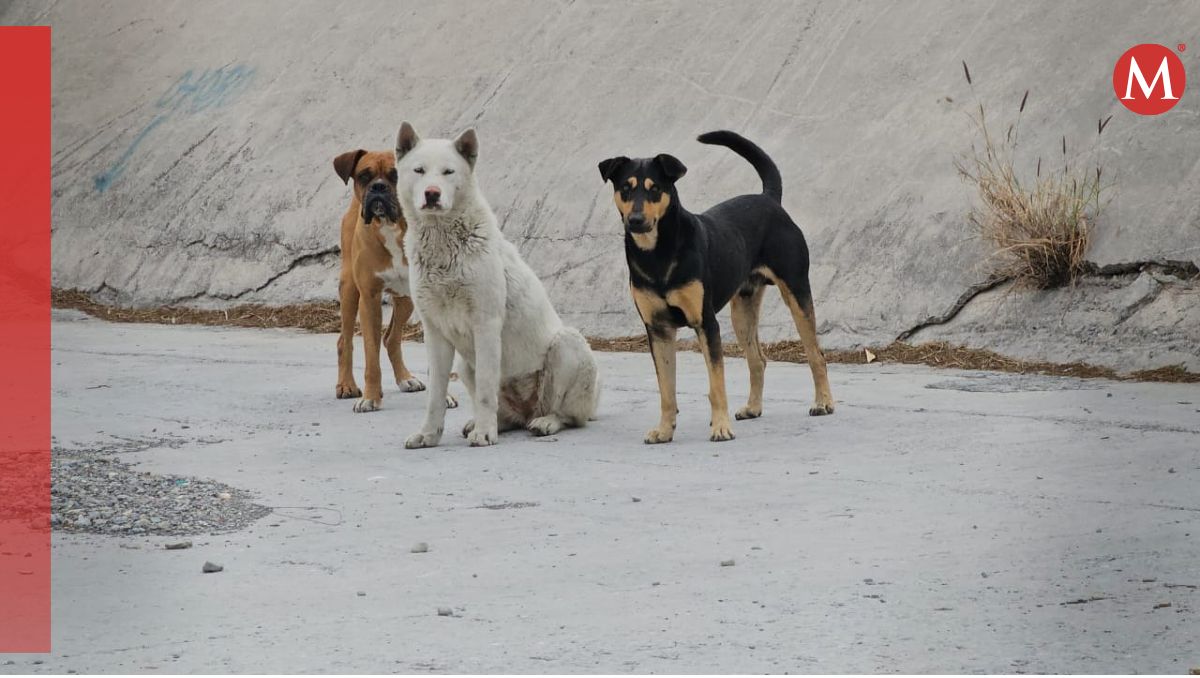 Abandonan a 3 fieles amigos en el Arroyo El Obispo en San Pedro. | Foto: Fabricio Gallegos.