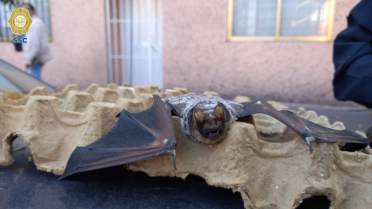 Murciélago en la alcaldía Benito Juárez.