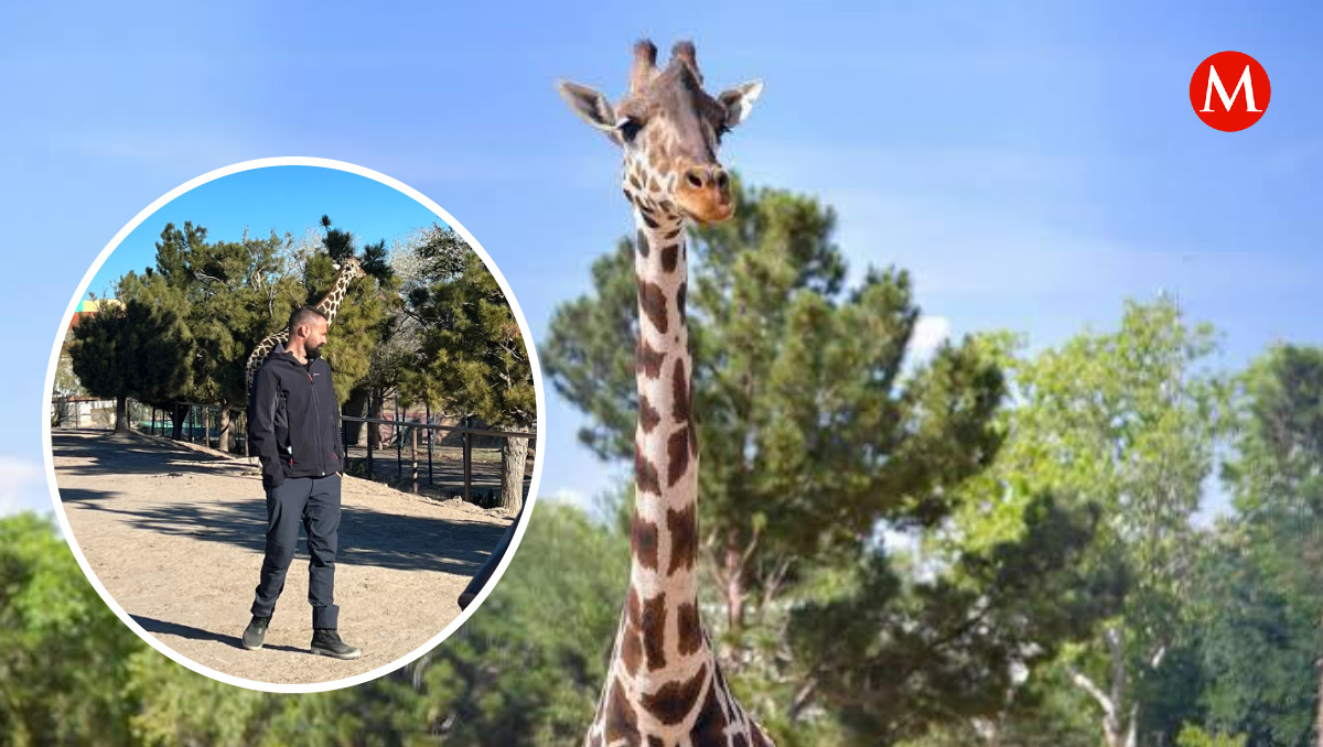 Personal de Africam Safari llega con la jirafa Benito a Chihuahua | Especial