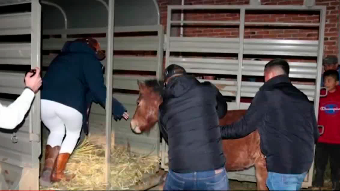 En Puebla, denuncian a dueños de potranquita por maltrato animal