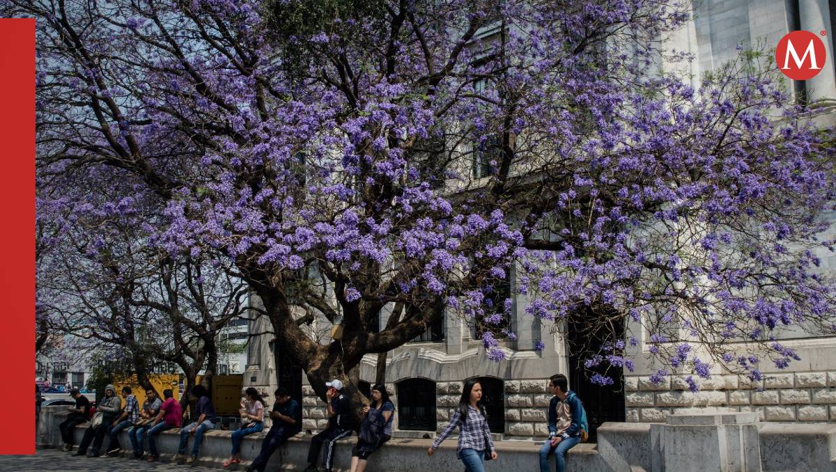 Jacarandas en la CdMx| Especial