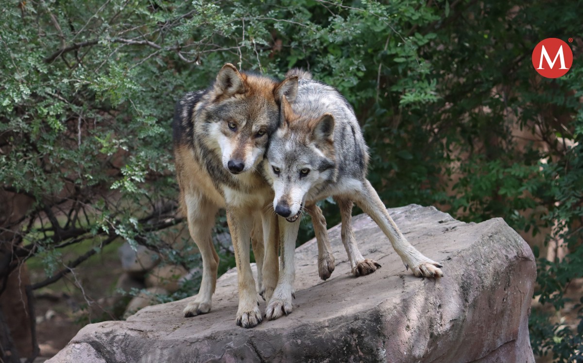 Lobo gris mexicano en zoológico de Tamatán