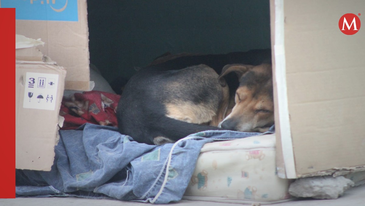 Mujer da refugio a animales sin hogar durante las bajas temperaturas. (Sergio Sánchez)