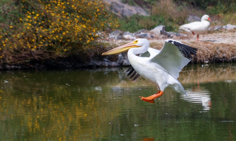 Pelicanos en la Ciudad de México. (Foto: Sedema)