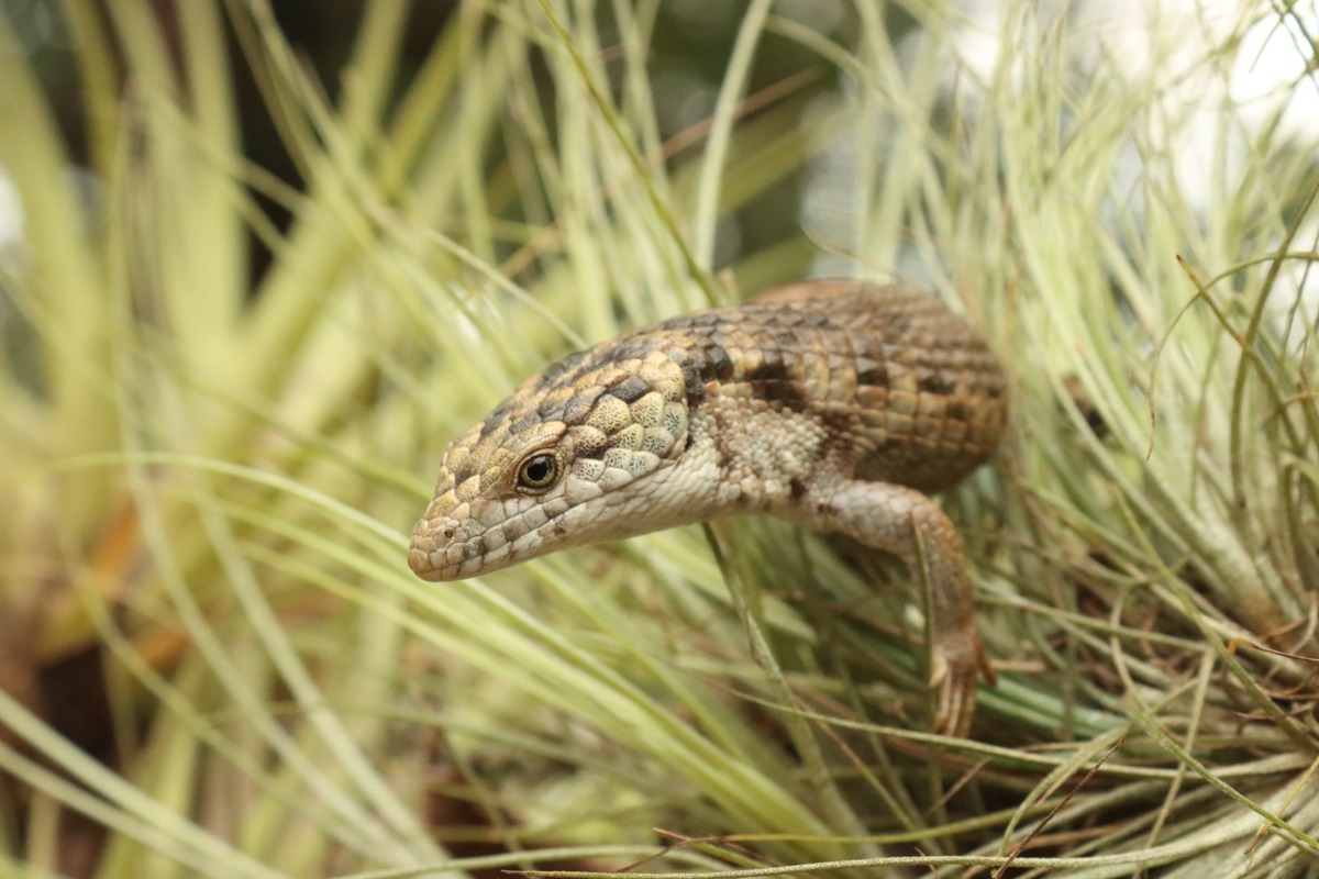 Nuevo reptil endémico en Chiapas: El Dragoncito de Coapilla | Cortesía