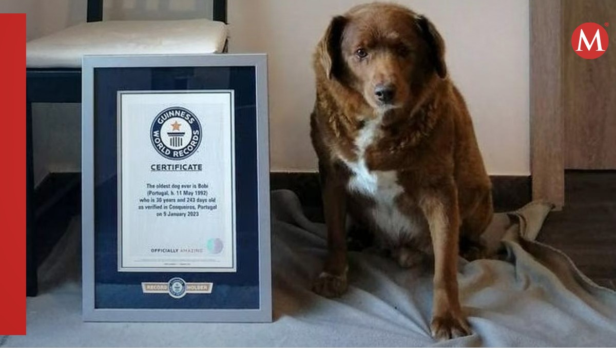 Retiran el record guinnes a Bobi, el perro más longevo del mundo