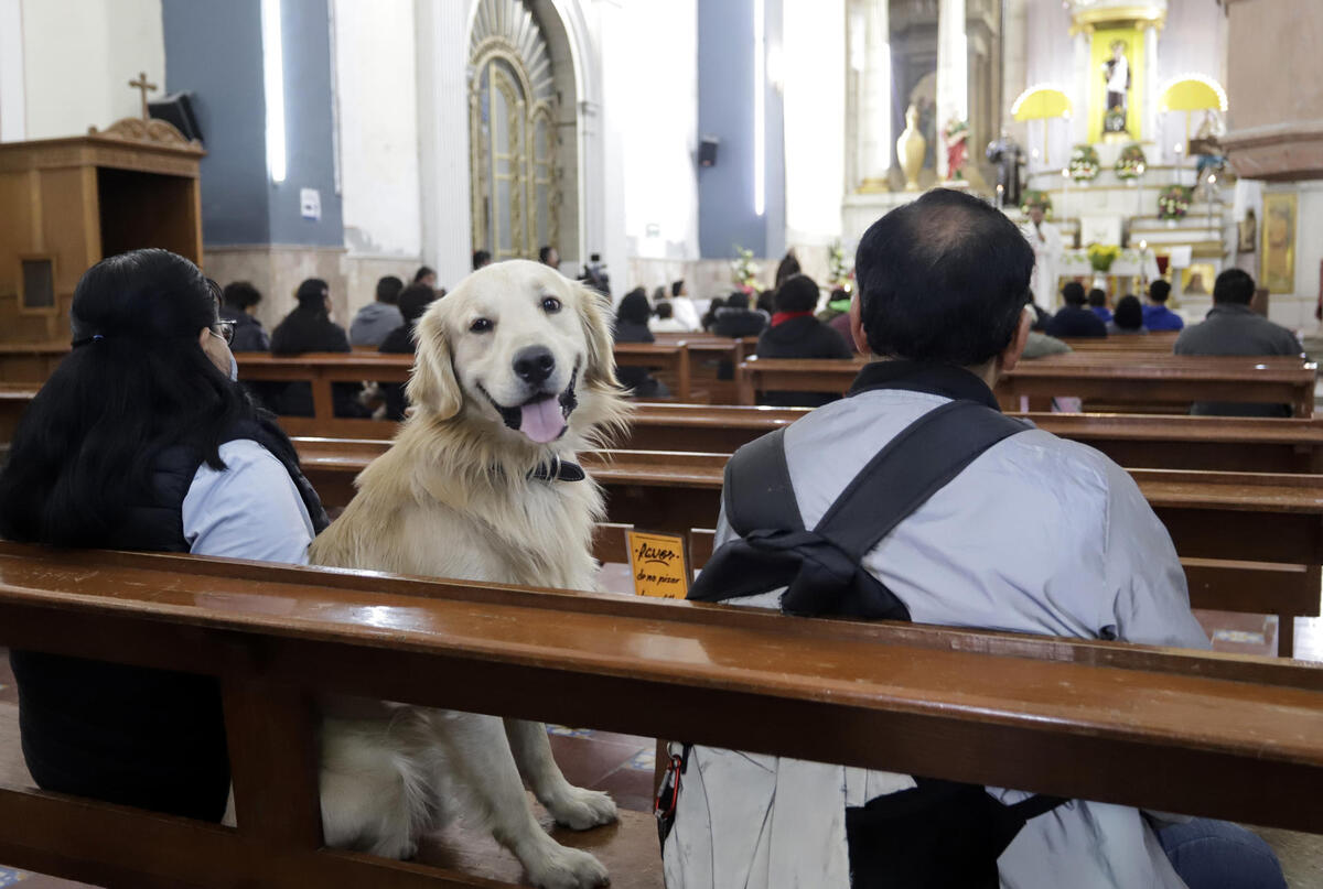 Los animales fueron bendecidos en el Templo de San Antonio, Puebla. | EFE