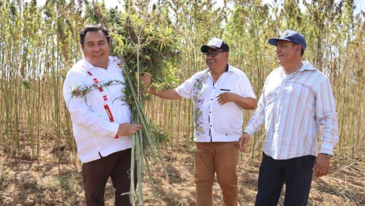 El cannabis es base para producción de insumos en manofactura; el diputado Horacio Sosa Villavicencio pide legislación clara. | Óscar Rodríguez