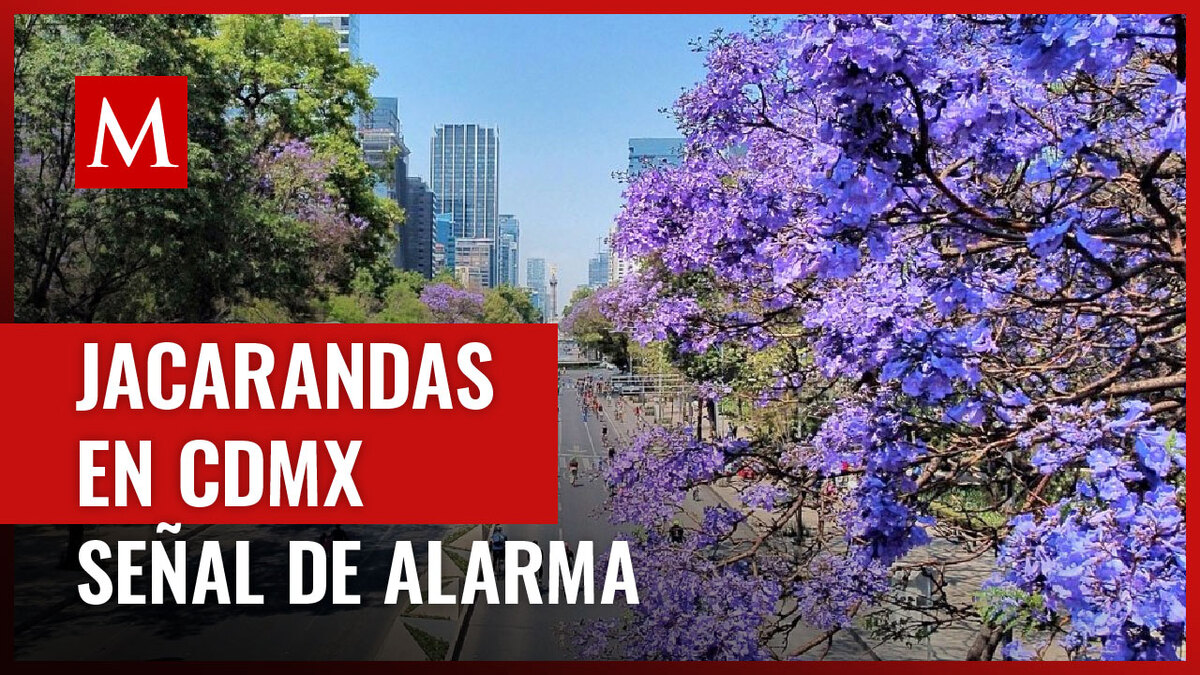 Jacarandas florecen antes de tiempo en CdMx y esto podría ser una señal de alarma