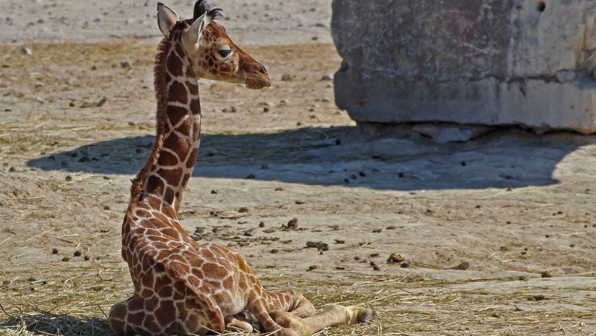 Jirafas en Africam Safari | Melanie Torres