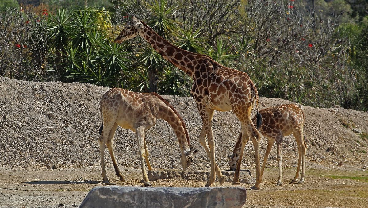 Jirafas en Africam Safari | Melanie Torres