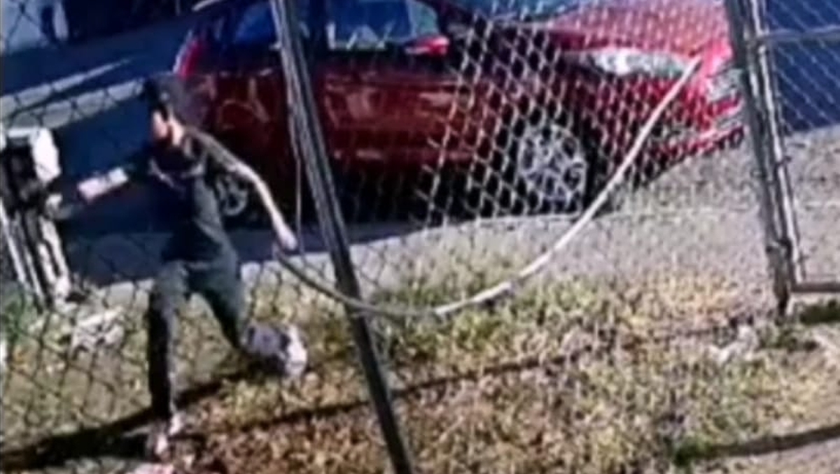 El menor sacó una arma y le disparó al perrito en al menos tres ocasiones. | Especial