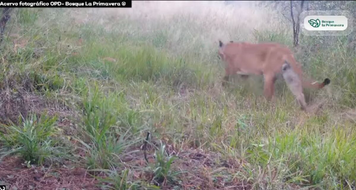 Avistan puma en el Bosque de la Primavera. (Especial)
