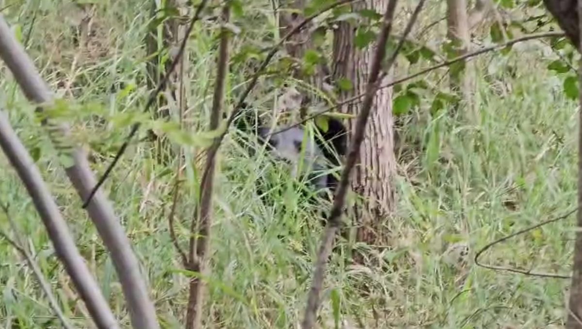 El oso se encuentra en un terreno baldío | Fabricio Gallegos