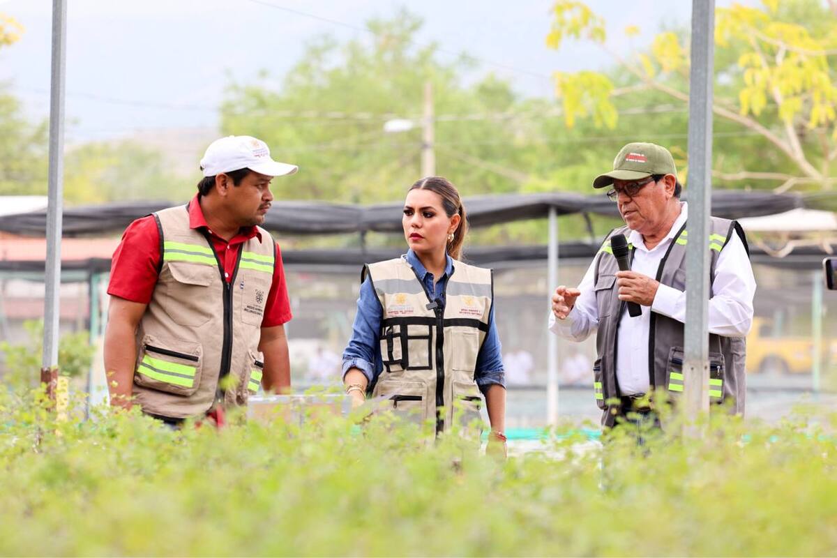 Alistan reforestación en Acapulco.