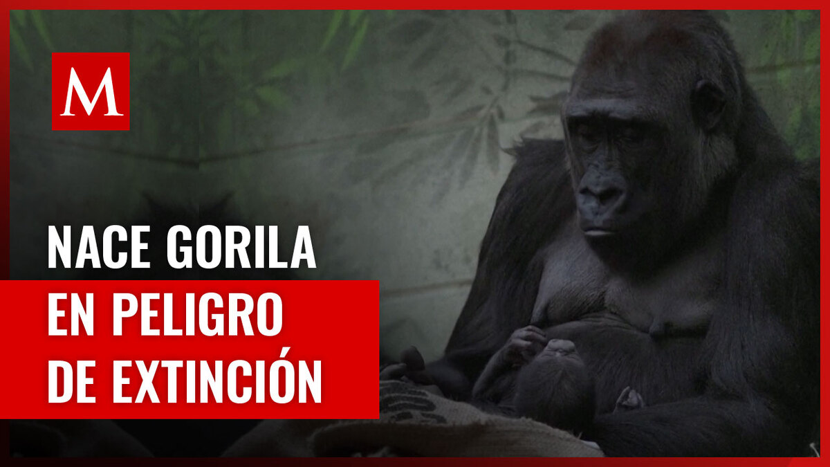 Nueva esperanza para los gorilas de llanura: nace una nueva cría en el zoológico de Londres