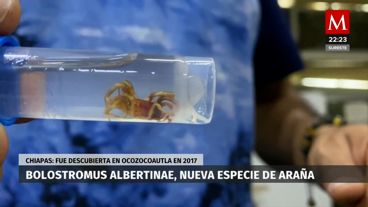 La nueva especie de araña descubierta en Chiapas