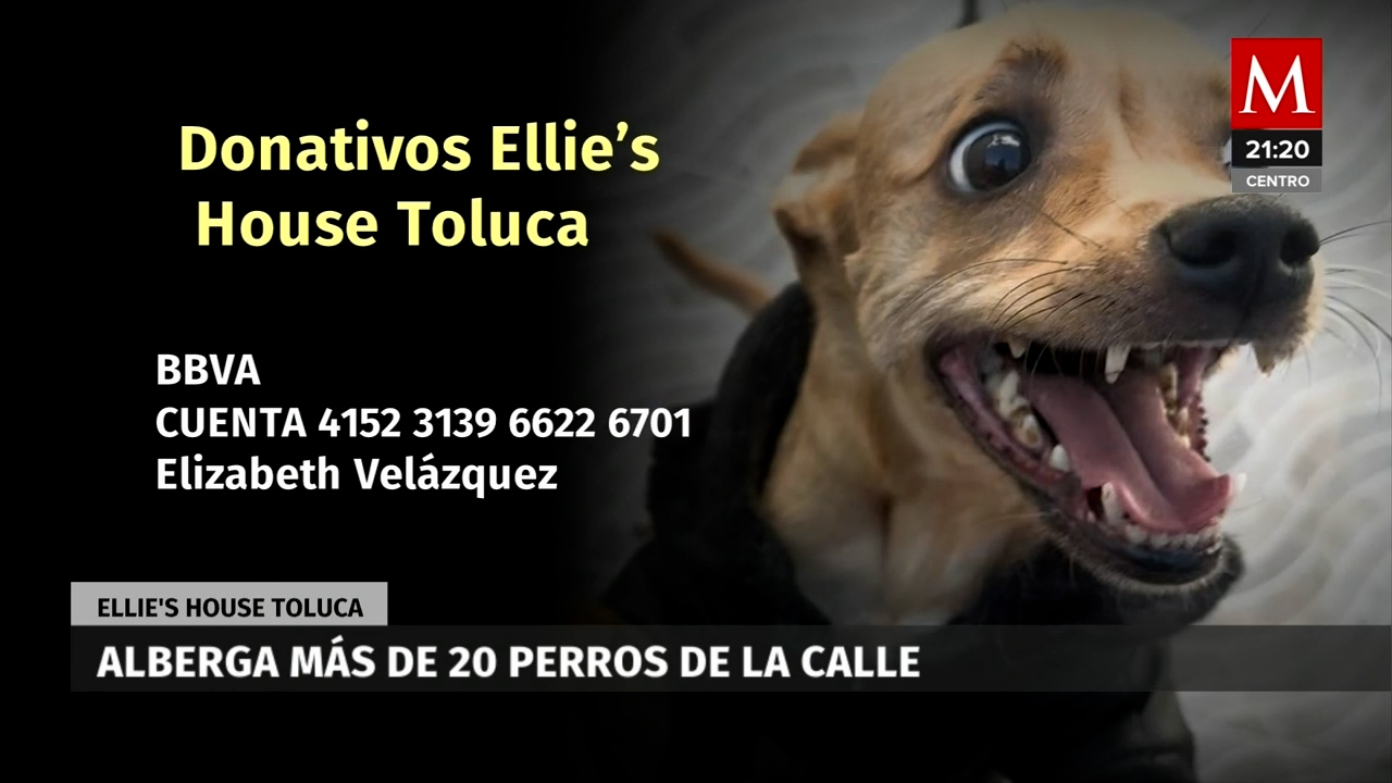 Rescate de perros en el Edoméx, la historia de Elizabeth y sus 27 lomitos