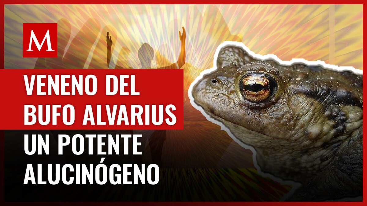 El sapo bufo se ha popularizado debido a su veneno que alberga un fuerte alucinógeno