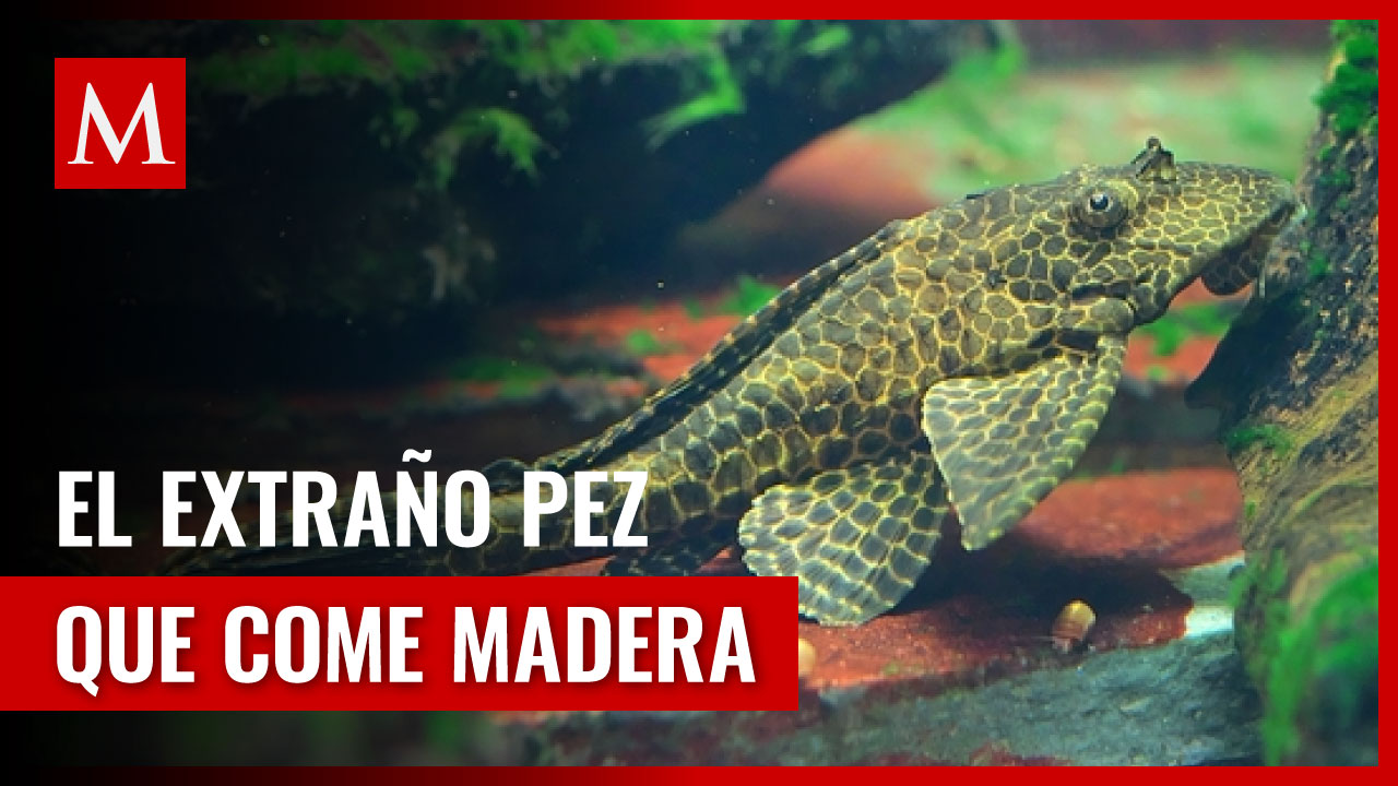 Carachama gigante, el extraño pez invasor que come madera