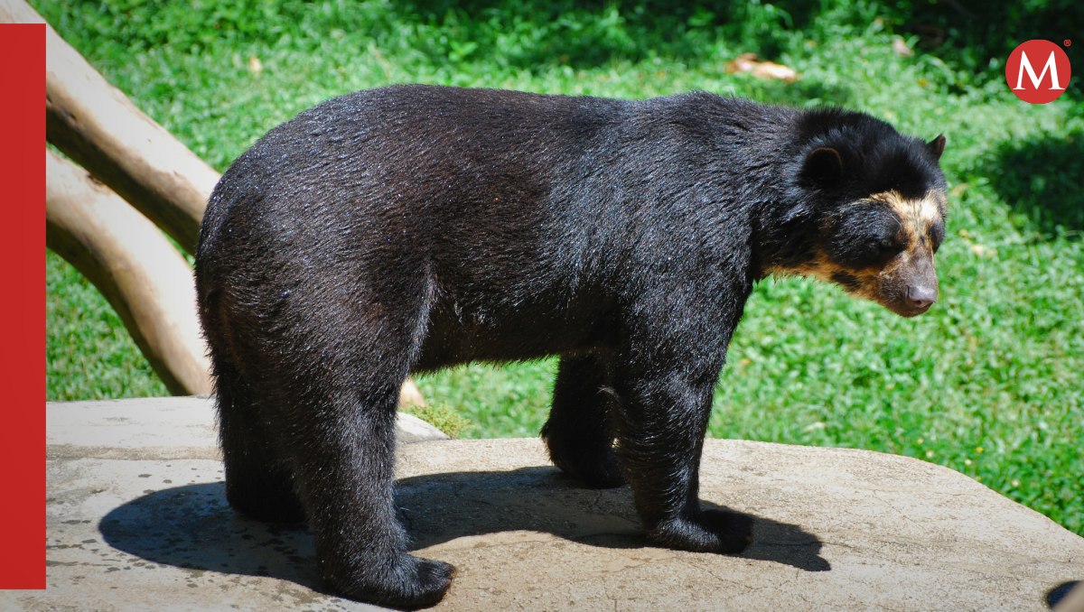 Confirman caso de moquillo canino en oso