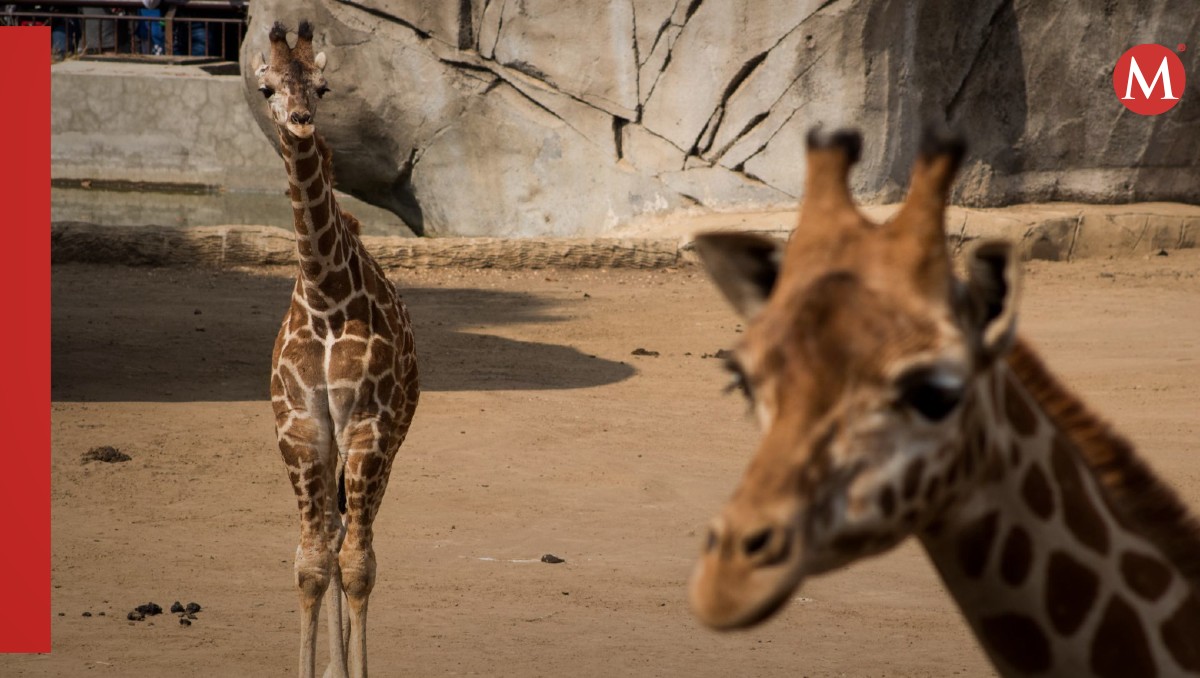 Curiosidades sobre las jirafas | FOTO: MAGDALENA MONTIEL/CUARTOSCURO