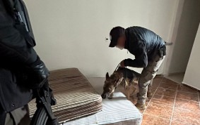 Gracias al apoyo de un binomio canino, puedieron localizar la droga detrás de una pared de triplay