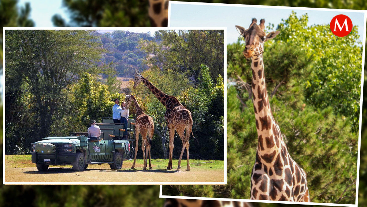 Jirafa Benito, ¿Qué pasará cuando llegue a Africam Safari?