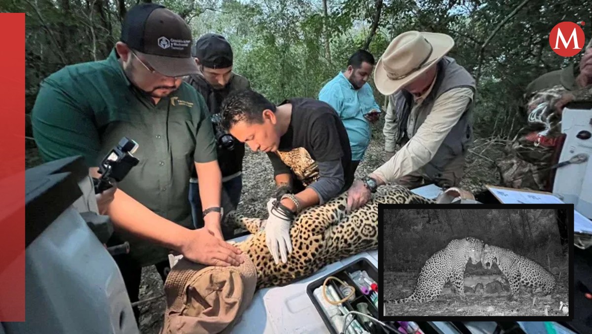 Capturan y liberan a hembra  jaguar en Tamaulipas