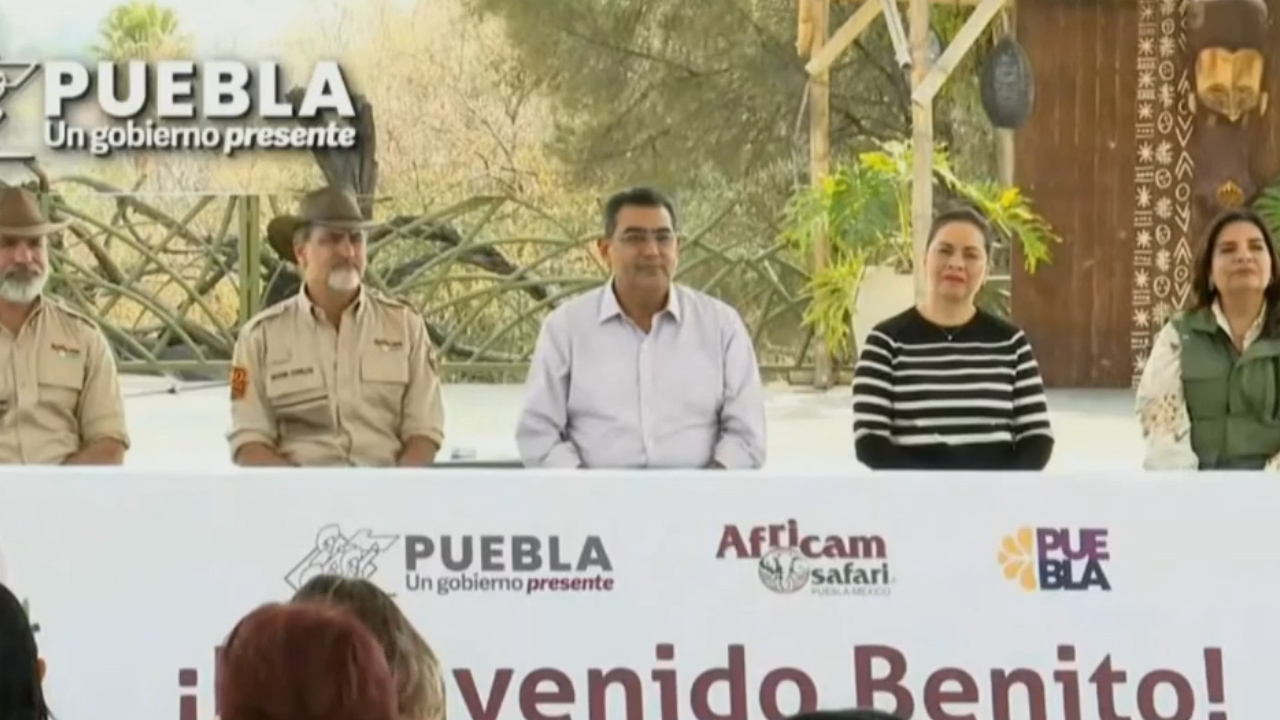 Dan la bienvenida en Puebla a la jirafa 'Benito'; viajó a través de 10 estados