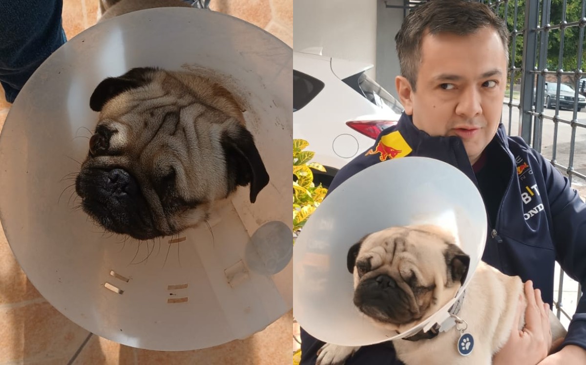 'Gizmo' perdió un ojo presuntamente por omisión. l Especial