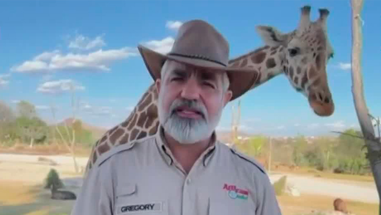 Jirafa Benito llegó a Africam Safari; "Estará en cuarentena", afirma Gregory Camacho
