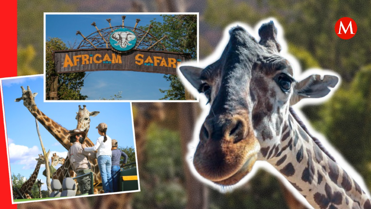 ¡Terminó la travesía! Jirafa Benito llega a Africam Safari en Puebla tras más de 30 horas de viaje
