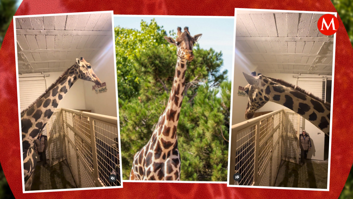 ¿Cuándo se podrá visitar a la jirafa Benito en Africam Safari Puebla? | ESPECIAL