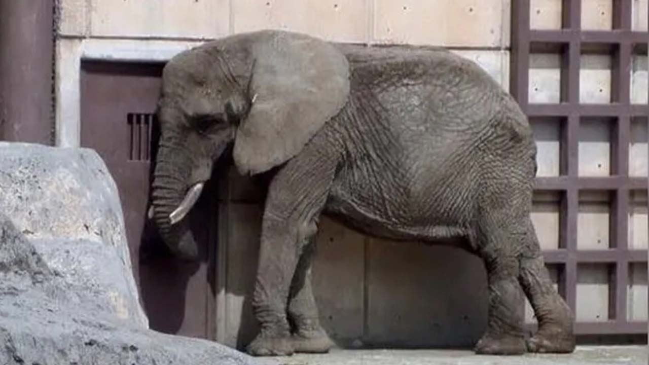Colectivo Salvemos a Benito solicita el rescate de la elefanta Ely del zoológico de Aragón