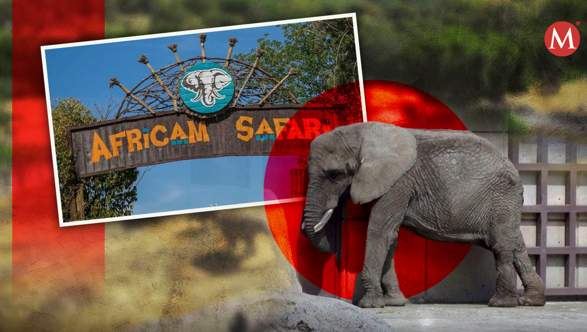 ¿Elefanta Ely podría llegar a Africam Safari? | Diseño MILENIO/ Especial/ Andrés Lobato