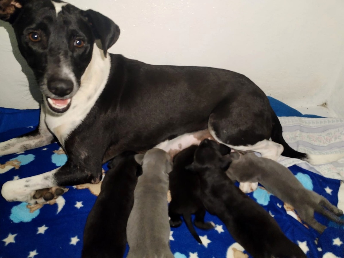 Se trata de una madre y 5 cachorros los perrito rescatados (Alejandro Ruvalcaba)