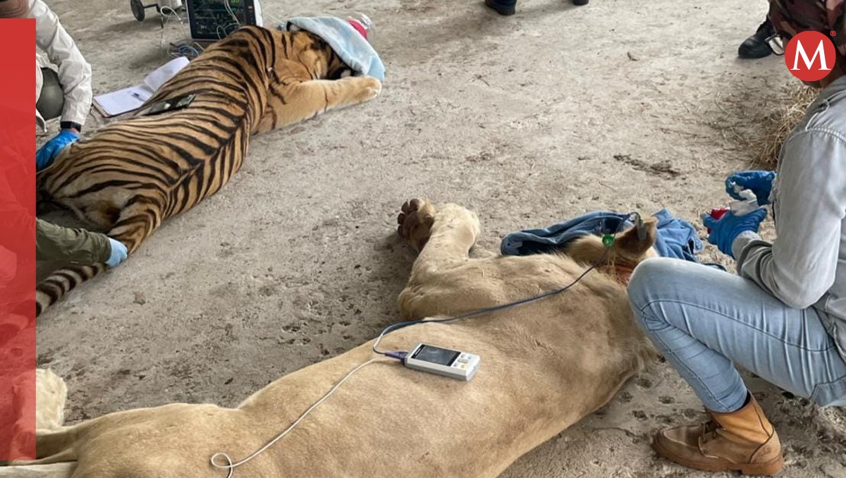 Felinos exóticos rescatados en Tabasco son trasladados a La Venta | Especial