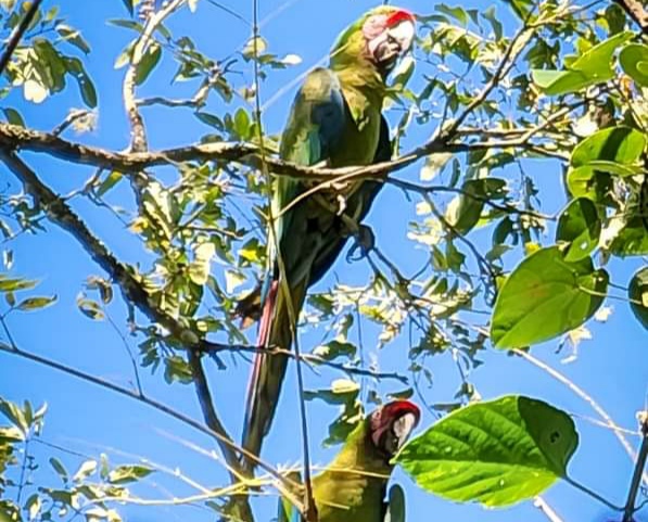 Guacamayas avistadas en Hidalgo.