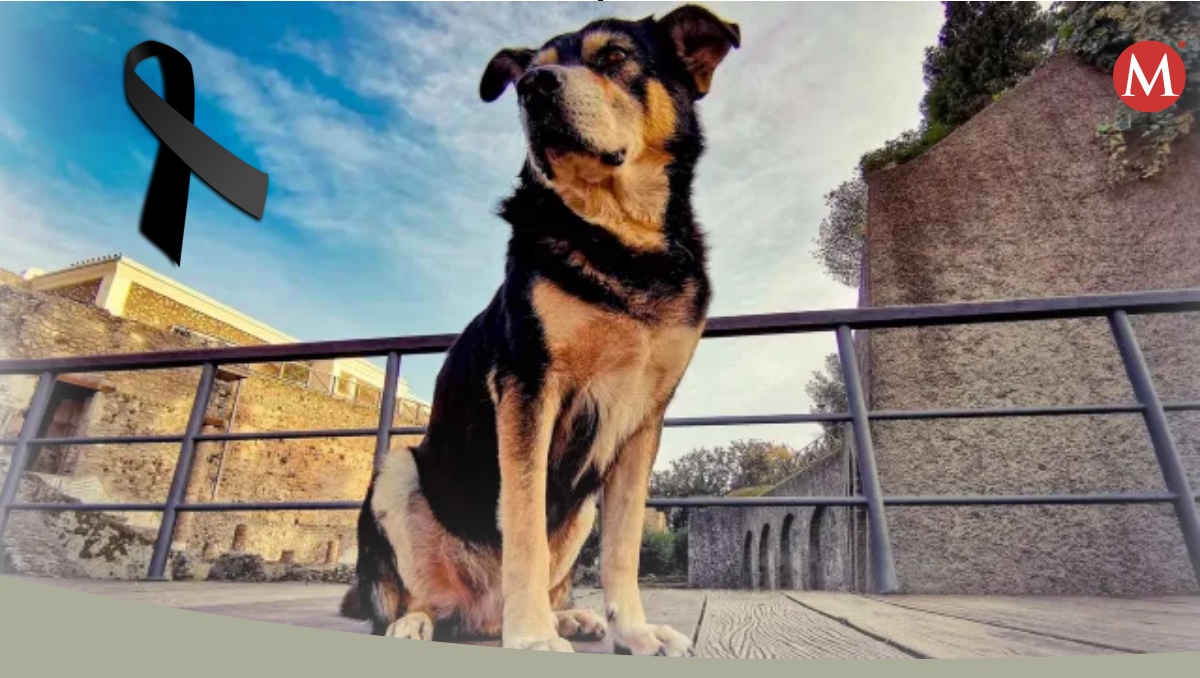 El perro Argo era el último perro callejero en Pompeya | ESPECIAL