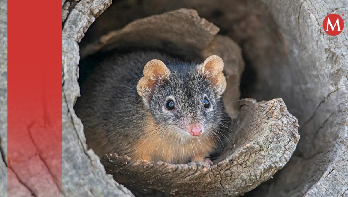 Ratón de Australia es adicto al sexo; esto arriesga de su vida. | Especial
