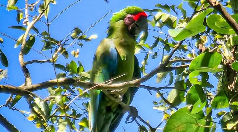 Semarnath confirma que hay parvadas de Guacamayas.