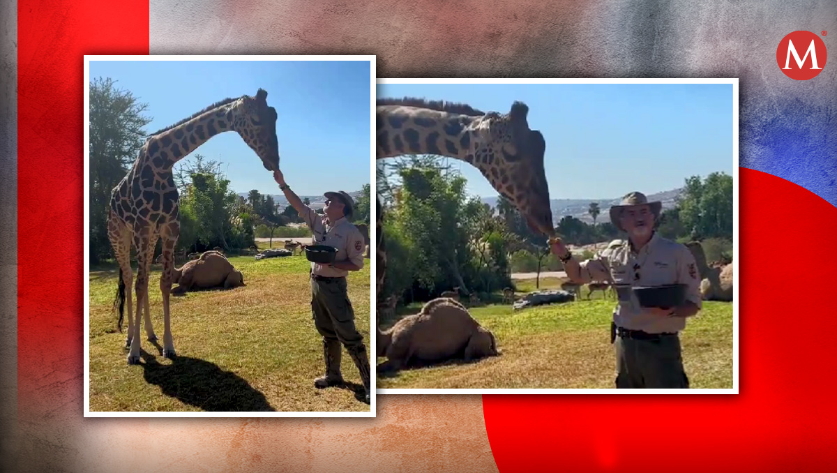 Jirafa Benito explora su nuevo hogar en Africam Safari Puebla | Especial