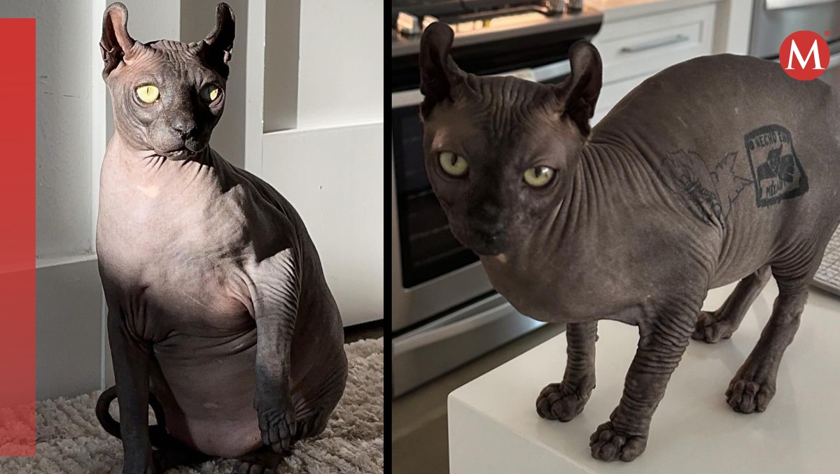 Kilo, el gato egipcio rescatado de una prisión en Ciudad Juárez | IG. @kilothecartelcat