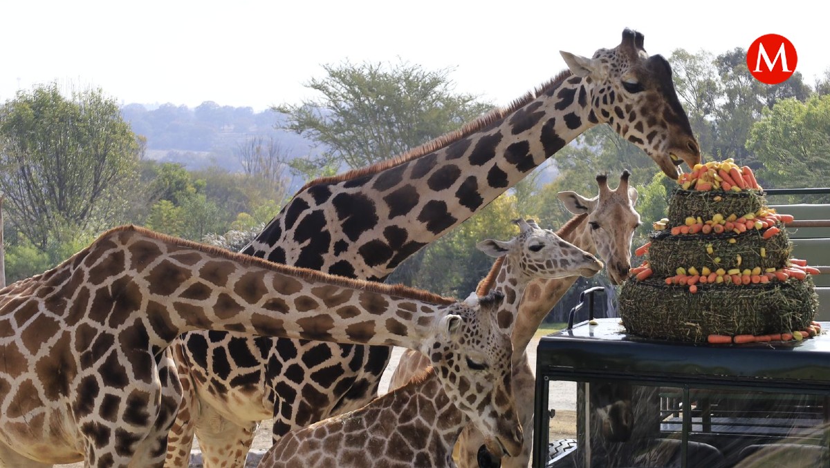 Jirafa Benito en convivencia con su nueva familia en Africam Safari | Andrés Lobato