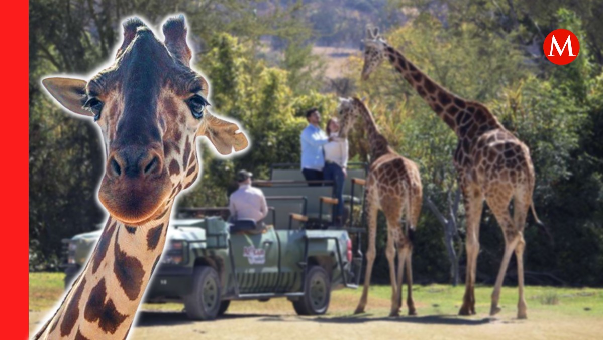 Jirafa Benito en Africam Safari