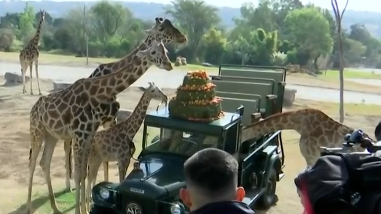 La jirafa 'Benito' se reúne con su nueva familia por primera vez; lo reciben con un pastel