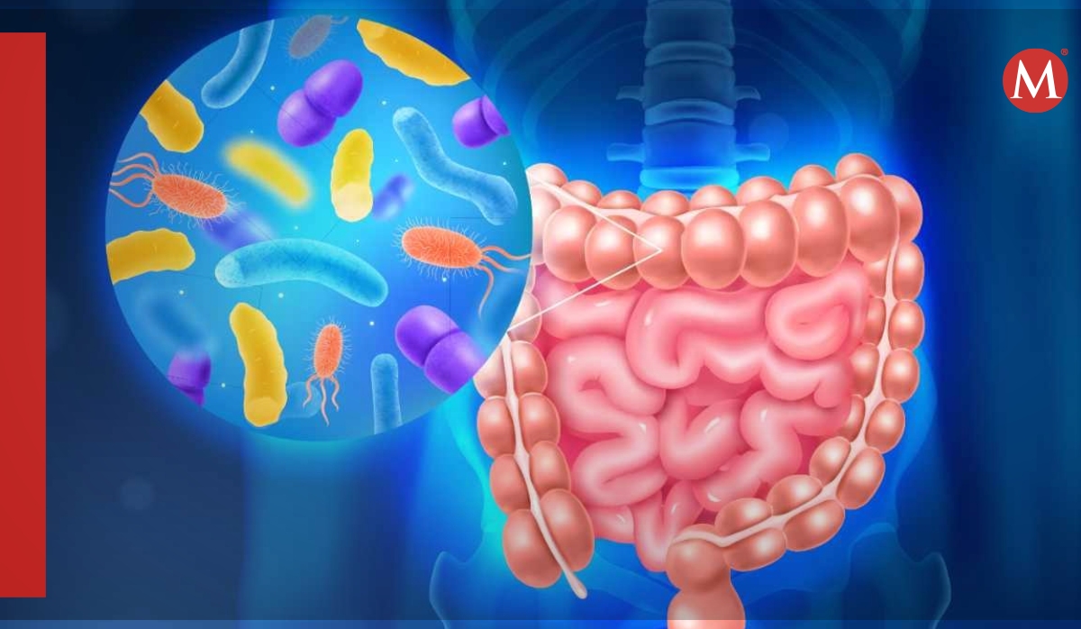 microbiota contribuye al desarrollo de la inteligencia