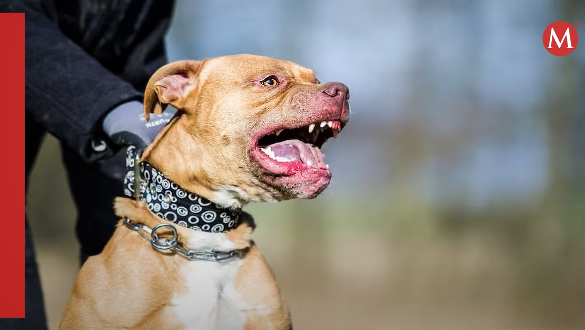 Perro Pitbull | Imagen ilustrativa