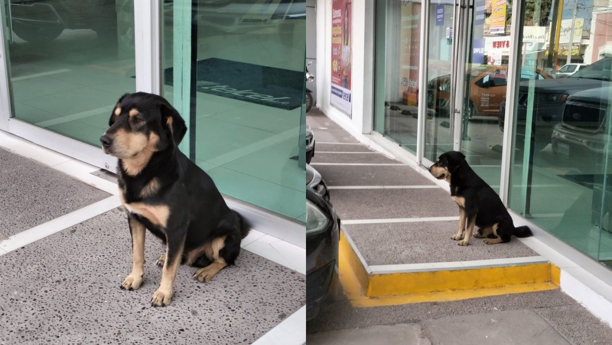 El perrito más educado de San Pedro. | Especial